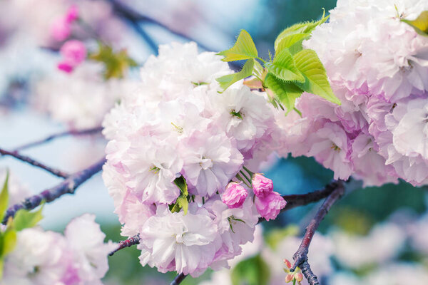 White and pink sakura flowers on a branch