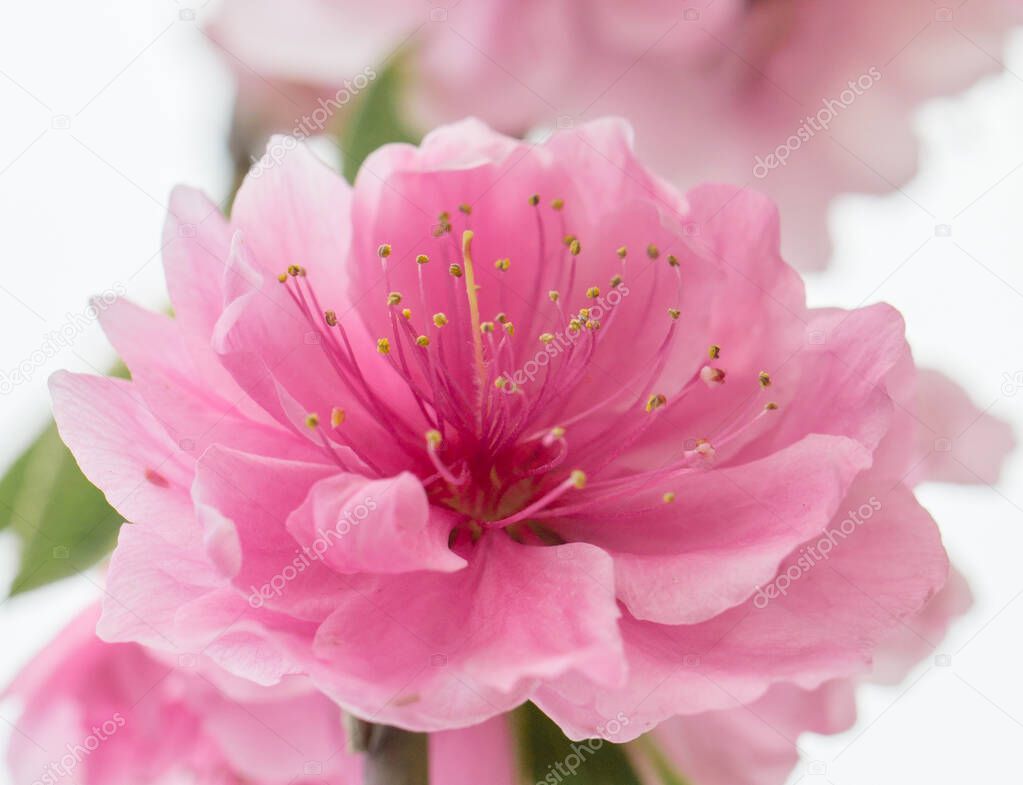 Pink double flower of sakura with stamens close up