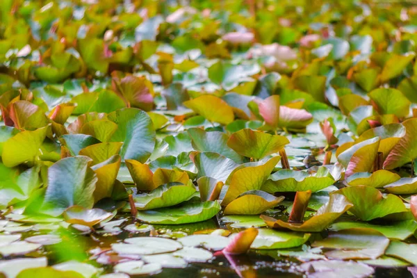 Abstrato lírios aquáticos tropicais folhas fundo — Fotografia de Stock