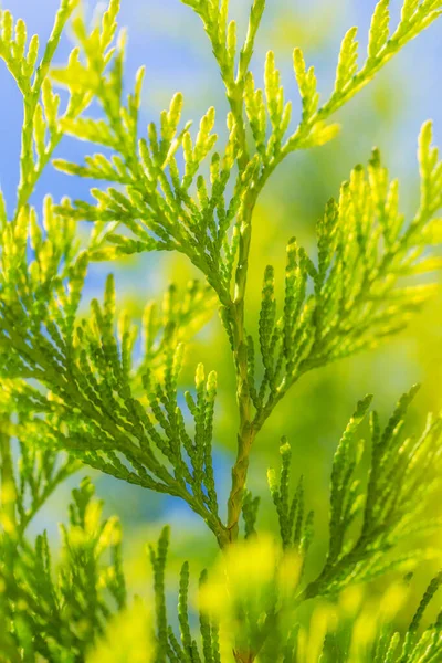 Ljusgröna Thuja kvistar närbild — Stockfoto