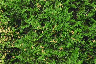 thuja ağaç dallarının zümrüt orman arka planı