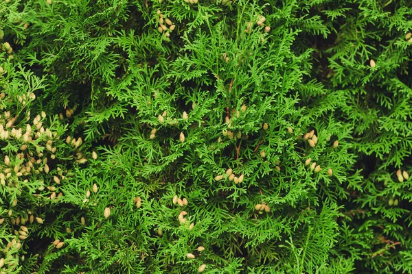 Emerald forest background of thuja tree branches — Stock Photo, Image