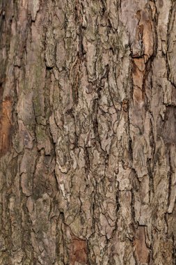 Ağaç kabuğunun rahatlama dokusu