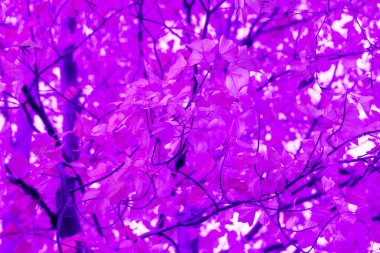 Canlı menekşe ve leylak yapraklarının olağanüstü arkaplanı