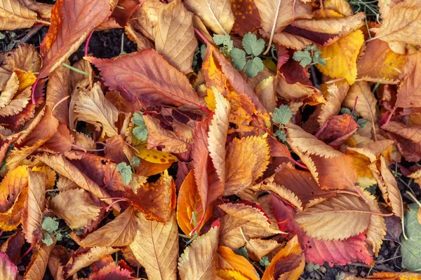 Herbst fällt Blätter Hintergrund — Stockfoto