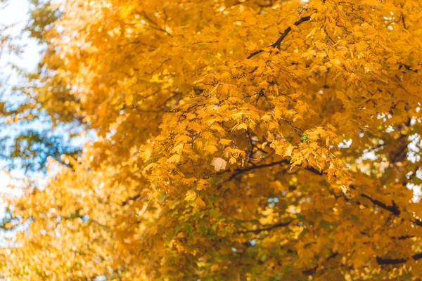 Fundo de outono de folhas de laranja — Fotografia de Stock