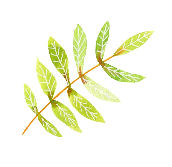 Akvarell grön rönbär pinnate blad — Stockfoto
