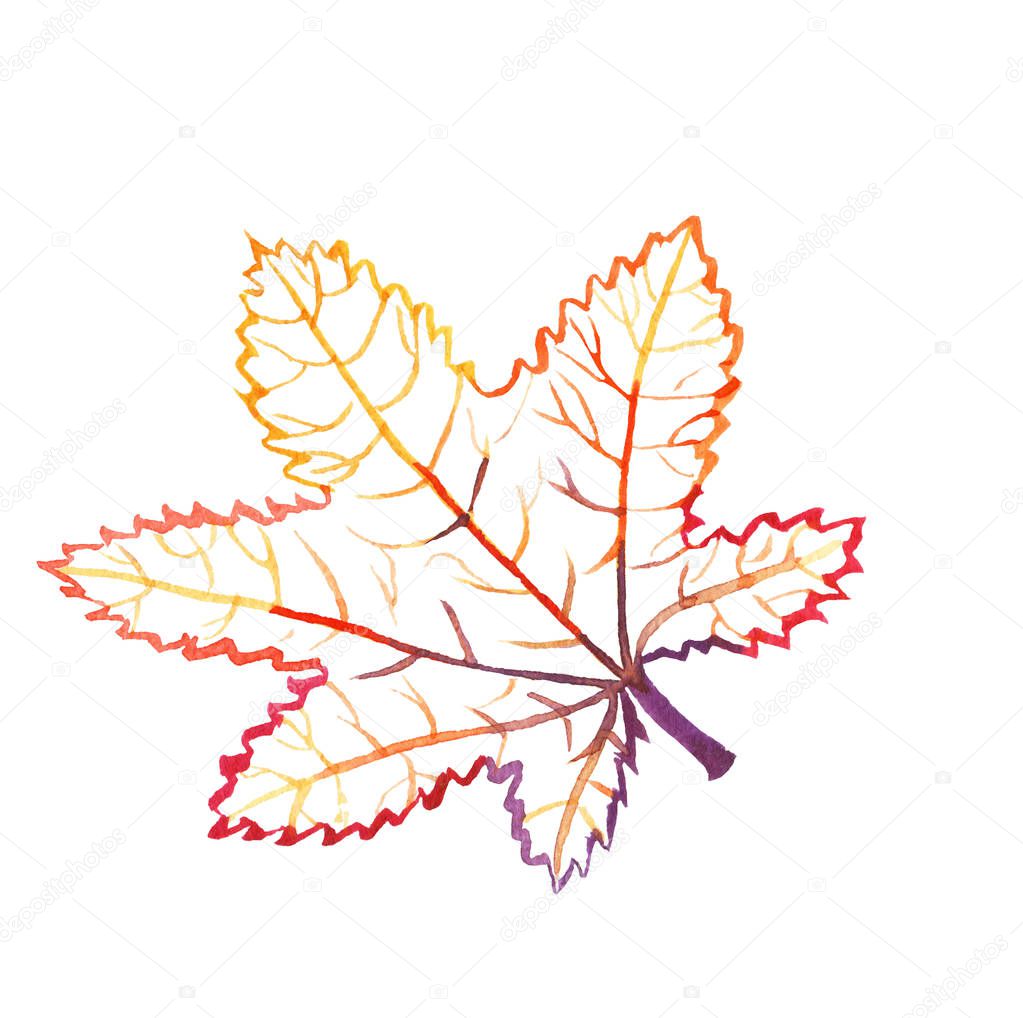 Hand-drawn watercolor outline of a maple leaf