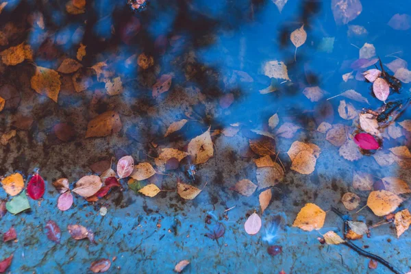 Wasseroberfläche mit leuchtend herbstlichen orangen und roten Blättern — Stockfoto