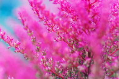 Ateşli pembe soyut arka plan. Astilbe 'nin kabarık parlak çiçekleri. Çiçek tasarımı. Yumuşak bitkiler. Düğün, doğum günü, kutlama, tebrik kartları, duvar kağıtları için mükemmel.