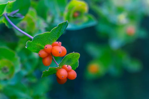 Bright Juicy Orange Berries Honeysuckle Fruits Close Natural Botanical Emerald — Stock Photo, Image