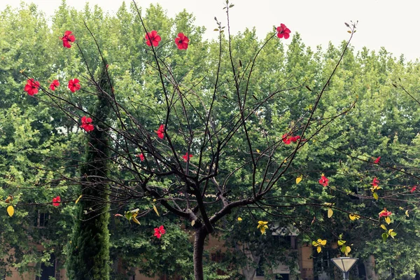 Дерево Гибискуса Красными Цветами Ветвях Парка Зеленом Фоне Парк Тропическом — стоковое фото