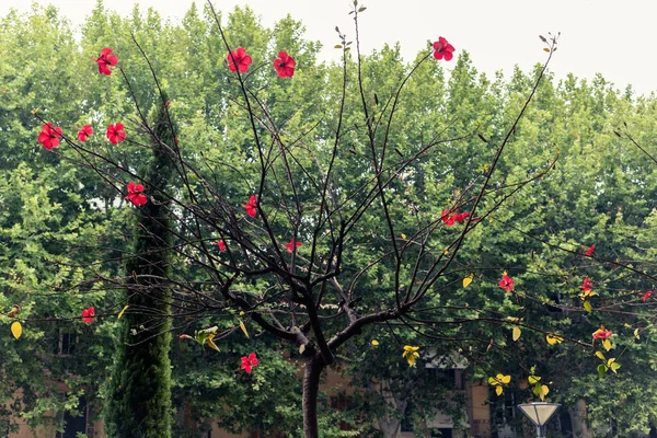 Hibiscus Tree Red Flowers Branches Park Green Background Public Park — Stock Photo, Image