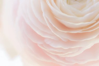 Yumuşak çiçek arkaplanı. Güzel pembe düğün çiçekleri kapanıyor. Pastel renginde ranunculus çiçeği buketi. Makrofotoğrafçılık. Tatiller, kutlamalar, selamlar, davetiyeler, posterler için mükemmel.