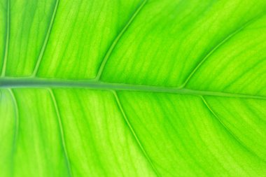 Yeşil yapraklı makro doku. Parlak yeşil yapraklar arka plan. Yaprak damarlarına ve yapısına yakın çekim