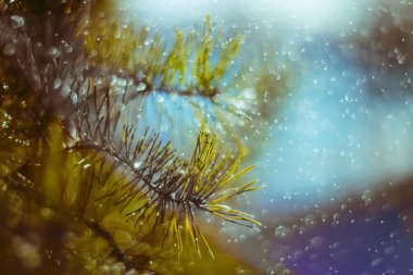 Parlak doğal altyapı. Mavi ve yeşil manzara. Resimli kozalaklı ağaç dalı. Yağmur damlalarında ve güneş ışınlarında bir çam ağacının yakın çekimi. Şenlikli duvar kağıdı