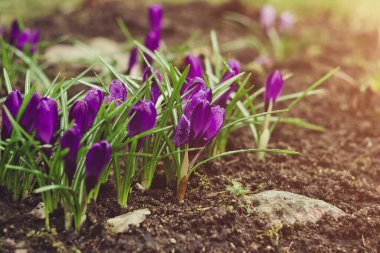 Mor kır çiçekleri. Bahçede güneş ışığı altında timsahlar. İlkbahar ve sonbaharda bol bol çiçek açarlar. Bitkisel geçmiş