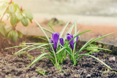 Mor kır çiçekleri. Bahçede güneş ışığı altında timsahlar. İlkbahar ve sonbaharda çiçek açar. Bitkisel geçmiş