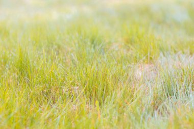 Güneş ışığında yumuşak çimenler. Yeşil çimenler ve yağmur sonrası damlalar. Parlak sulu çimenler. Doğal bitkisel altyapı. Çevre dostu vejetaryen, doğa duvar kağıdına yakın.