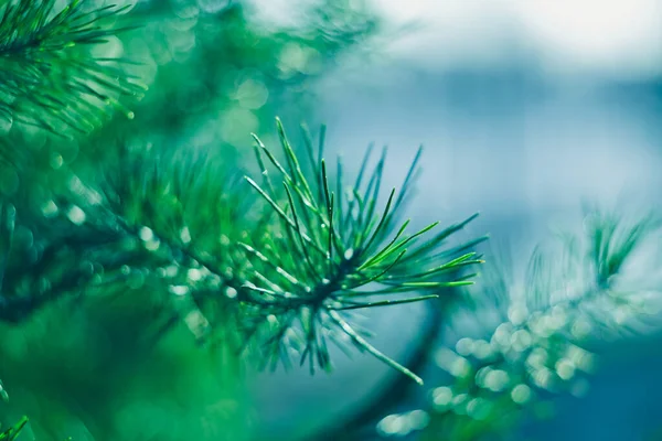 摘要绿松石色彩艳丽的背景 画龙点睛的针头松枝的特写 天然植物蓝色背景 针头宏观摄影 — 图库照片