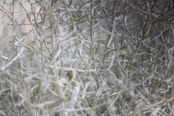 Abstract Floral Horizontal Background Blurred Twigs Sprigs Grey Natural Background — Stock Photo, Image