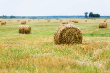 Samanlık. Saman ruloları. Çubuklu altın tarla. Çiftlik hayvanları için yem topluyorum. Güzel sonbahar tarım manzarası