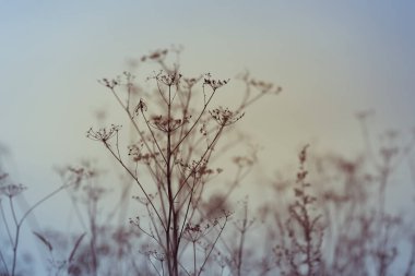 Kuru ot ve ot arka planı. Tarla çimenleri ve çiçeklerden oluşan güzel bir arka plan. Umbels ve inflorescences karşı gökyüzü