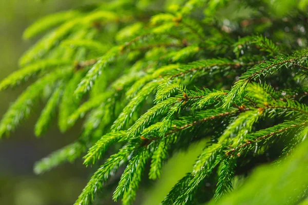 绿云杉针叶背景 新鲜多汁的叶子和阳光 杉树分枝的翡翠森林背景 完美的圣诞及新年设计 — 图库照片