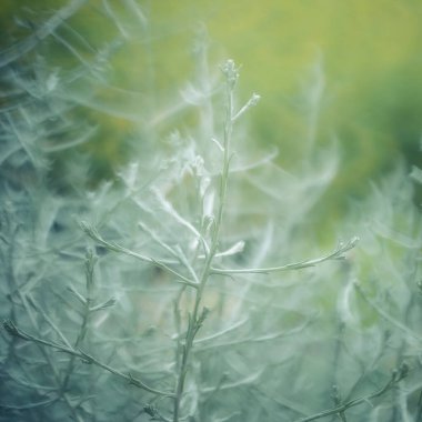 Soyut çiçekli arkaplan. Bulanık dallar ve dallar. Yeşil doğal arka plan. Gizemli Orman