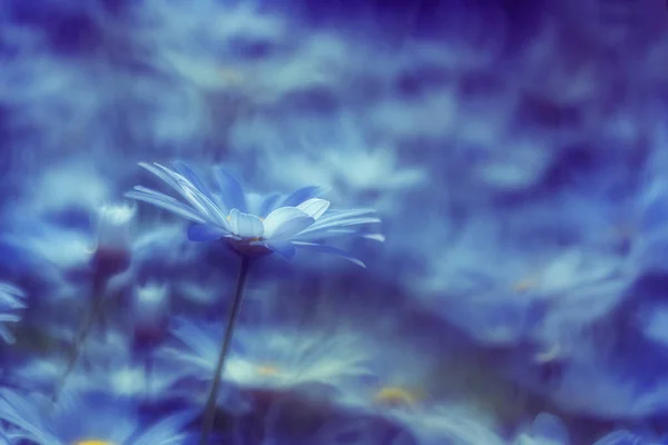 Primer Plano Manzanilla Fondo Azul Floral Delicadas Flores Margarita Blanca —  Fotos de Stock
