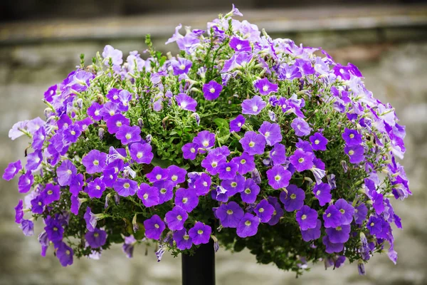 Bloemenbed Met Een Prachtige Violette Bloeiende Uitbundige Petunia Landschapsarchitectuur Tuindecoratie — Stockfoto