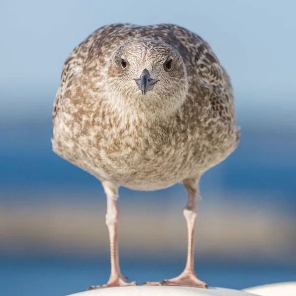 Serious Spotty Seagull Bird Head Portrait Sea Bird Looking Camera — Stock Photo, Image