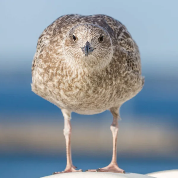 Gaivota Manchada Retrato Cabeça Pássaro Pássaro Marinho Olhando Para Câmera — Fotografia de Stock