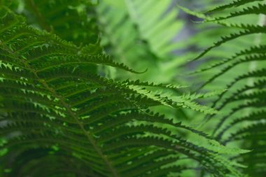 Soyut zümrüt arkaplan. Eğreltiotu yakından ayrılır. Yeşil yapraklar. Doğal botanik duvar kağıdı