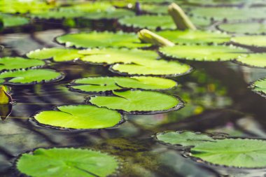 Nilüfer yaprakları suda kalır. Parlak yeşil yapraklar doğal arkaplan. Güneş ışığında gölet suyu yüzeyi. Su bitkileri