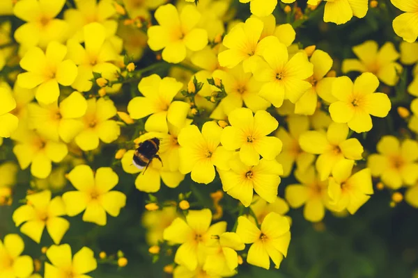 Gele Bloemen Achtergrond Gouden Linnen Vlas Heldere Gele Bloemen Een — Stockfoto