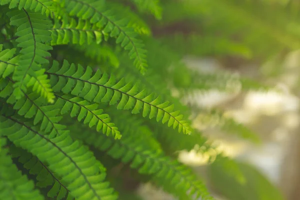 摘要翡翠背景 费恩留下特写 绿叶在阳光下 天然的植物框架 观赏植物 — 图库照片