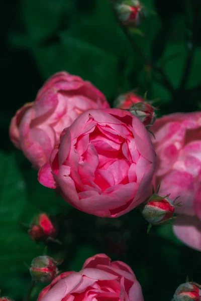 Rosarote Rose Namens Pomponella Garten Rote Blume Einem Garten Festlicher — Stockfoto