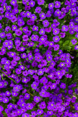 Güneşli taş bahçesinde güzel fok yosunu çiçekleri