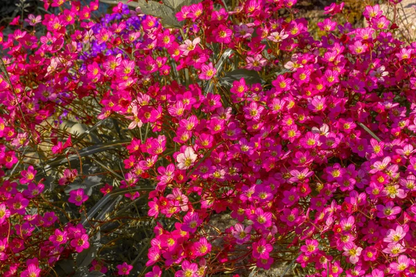 Schöne Steinbreche blühen in sonnigem Steingarten — Stockfoto