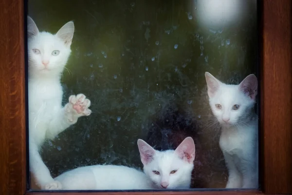 Turkish Van kittens. Three kittens waving their paws. Three cute young white cats are looking out the window. Cat shelter.