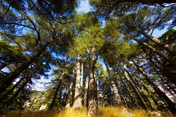Bottom view of crowns of Lebanon cedars with blue sky. The Cedars of God grove in Qadisha Valley on Mount Lebanon. Conservation of endangered forests. Beautiful lebanese landscape