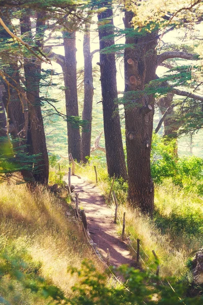 Ścieżka Lesie Liban Cedry Bożego Gaju Dolinie Kadisza — Zdjęcie stockowe