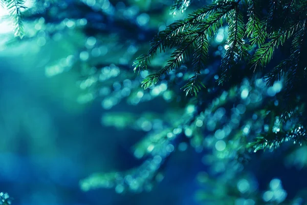 蓝色背景，有冷杉树枝、灯和照明弹 — 图库照片