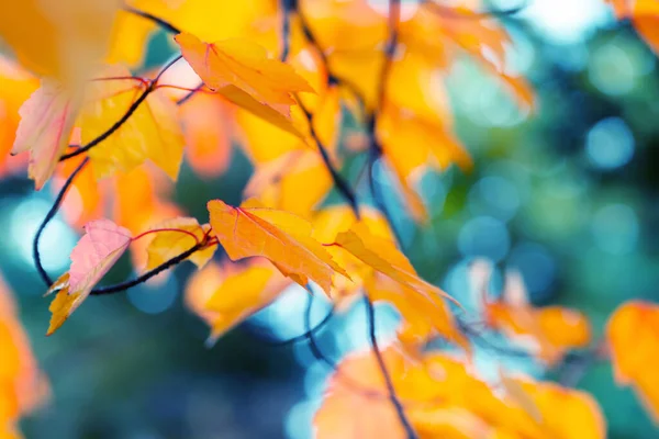 Outono abstrato fundo — Fotografia de Stock