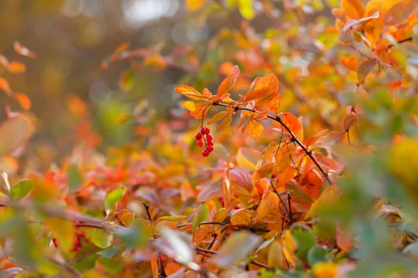Berberitze und violette und orangefarbene Blätter — Stockfoto