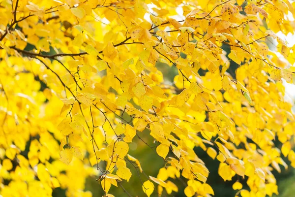 Folhas de bétula amarela — Fotografia de Stock