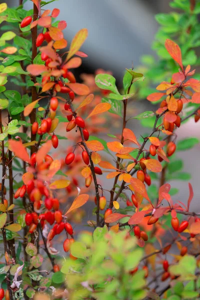 Barberry bush in the garden with fruits — Stock Photo, Image