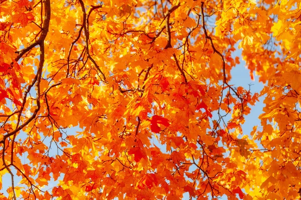 Fundo de outono com folhas de bordo brilhantes — Fotografia de Stock
