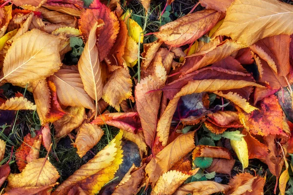 Gefallener trockener Herbst hinterlässt Spuren — Stockfoto